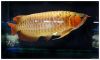 Asian Gold Arowana