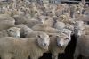 Live sheeps for sale 100% Healthy Pure Blood Romanov Sheep/ Lambs