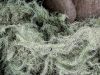 Pacific Northwest Usnea Blend