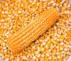 Yellow Corn For Animal Feed