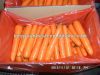 свежая новая морковь урожая