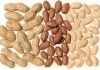 Best Selling Peanut, Ground nut