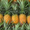 Natural Fresh Juicy Pineapple / High Quality Low Price 