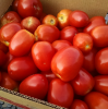 Wholesale price for organic Fresh Tomatoes 