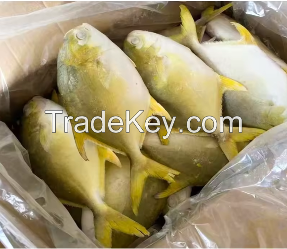 Fresh Butterfish Frozen Fish Golden Pomfret