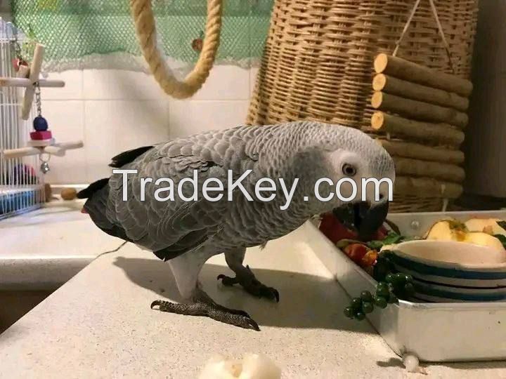 African Grey Parrots