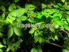 Выдержка Epimedium