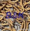 Cordyceps 균사 추출물