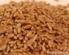 Австралийская пшеница APH2 APW1 APW2 Austr пшеницы APH1 австралийская основная трудная