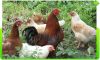 Органическое удобрение от позема цыпленка