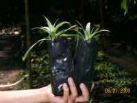 Plantlet Md2