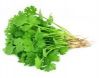 Coriander