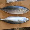 FROZEN INDIAN MACKEREL FROM SOUTH AFRICA WITH HIGH QUALITY 