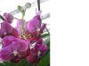 орхидея vanda