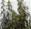 Травяное Hempedu Bumi/Andrographis Paniculata