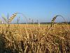 Зерно пшеницы надувательства, 3 тип, трудный красный вид зимы.