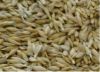 Barley Grains and Seeds