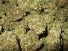 best Orange Kush OG kush afgan kush and others Med for sale