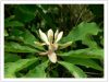 Выдержка расшивы выдержки расшивы Magnoliae Officinalis/белой вербы