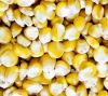Австралийское органическое зерно маиса (желтый цвет)