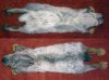 Frozen rabbit skin/ natural rabbit fur pelt