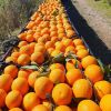 Low Best Price For Fresh Orange Fruit Wholesale Valencia Navel Orange