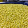 100% organic high quality yellow broomcornm millet from ukraine