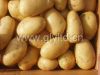 картошка фарфора свежая (начало фарфора)