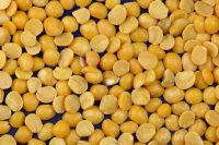 Yellow Split Pea / Yellow Split Peas / Yellow Split Pea / Split Yellow Tuar Dal / Mutter Dal / Dried Yellow Split Peas