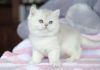 british shorthair cat