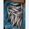 Quality Frozen Pacific Herring at Affordable Price 