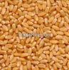 Wheat Exporter