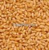 Wheat Supplier