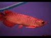 Рыбы Arowana заказа азиатские красные