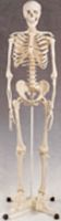 Скелет человека стеклоткани