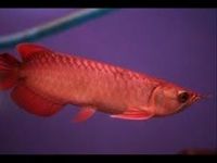 Рыбы Arowana заказа азиатские красные