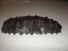 DRIED BADIONOTUS ISOSTICHOPUS SEA CUCUMBER