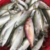 HIGH QUALITY FROZEN SHORT BODY MACKEREL 