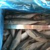 2020 Best Price Bulk Stock Whole Frozen Seafood Horse Mackerel Fish 