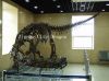 Ископаемые динозавра музея