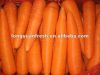морковь урожая свежей моркови новая