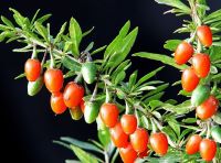 Goji (wolfberry) 건조한 과일