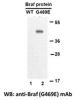 Anti-BRAF (G469E) Mouse Monoclonal Antibody