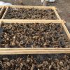 Bulk Organic Dried Morel Mushrooms
