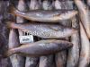 frozen and dried fishes