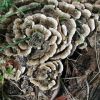 Coriolus - versicolor выдержка гриба, coriolus - versicolor