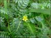 Tribulus Terrestris 사포닌에 의하여 표준화되는 추출물