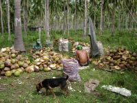 Мы продаем раковины кокоса, шелуху, и другие сырья кокоса