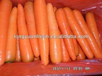 морковь урожая китайца 2013