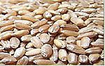 Существенная клейковина пшеницы